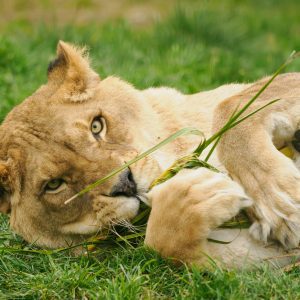 Lion Feed