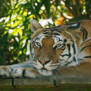 Big Cat Experience