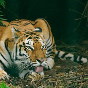 Tiger Feed