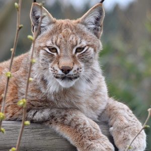 Adopt Nymeria