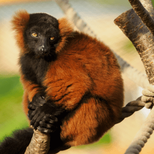 Bonnie, red ruffed lemur