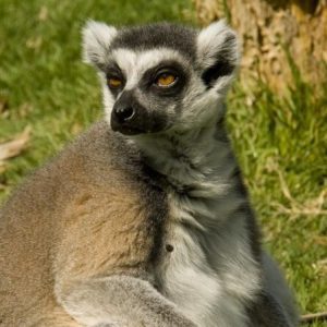 Adopt Zebedee