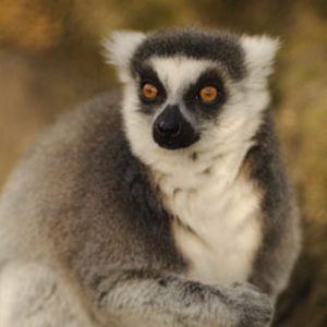 Adopt Mangoky