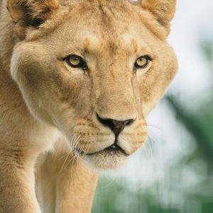 Adopt Kumba