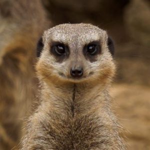 meerkat looking towards the camera