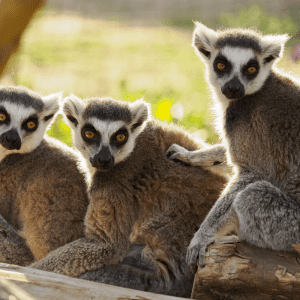 Animal Carer Experience