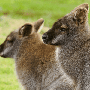 Junior Animal Carer Experience