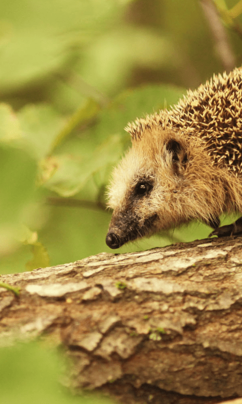 http://Hedgehog
