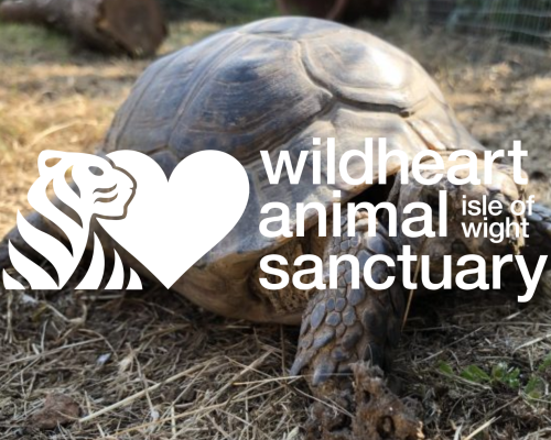 Kahoot! Quiz – Tenacious Tortoises