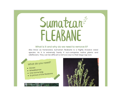 Sumatran Fleabane