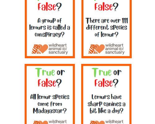 Lemur True or False