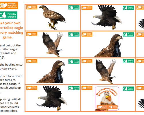 White-tailed Memory Matching Game