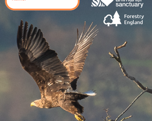 White-tailed Eagle Activity Pack