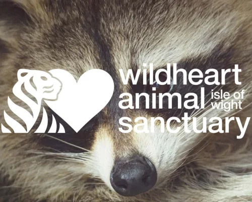 Kahoot! Quiz – Remarkable Raccoons