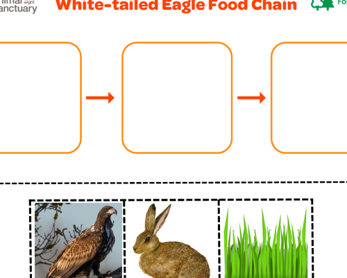 White-tailed Eagle Food Chain