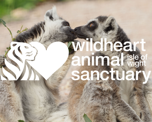 Kahoot! Quiz – Limitless Lemurs