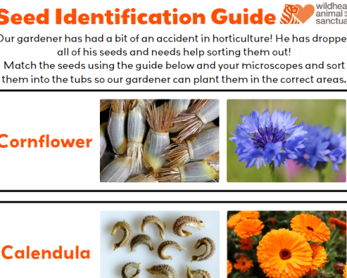 Seed Safari Worksheets!