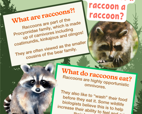 Raccoon Information Sheets