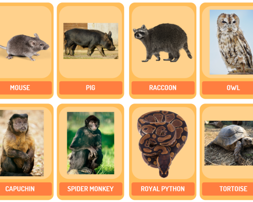 Food Web Cards