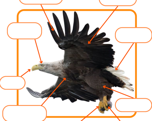 White-tailed Eagle Adaptations