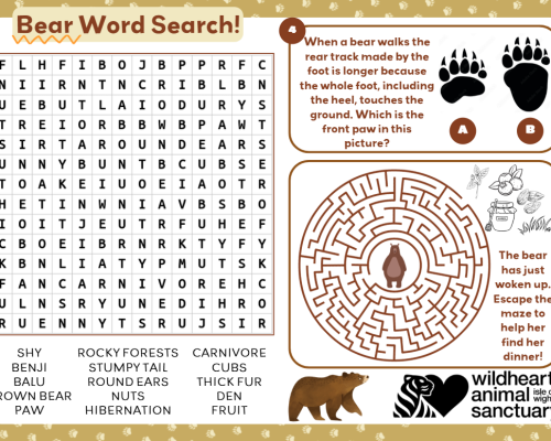 Bear Activity Sheet