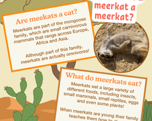 Meerkat Information Sheets