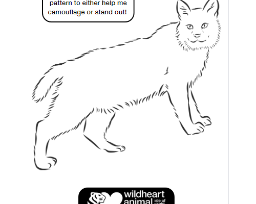 Lynx Colouring Sheets
