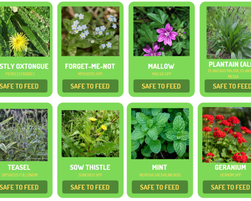 Tortoise Safe Plants Identification Sheet