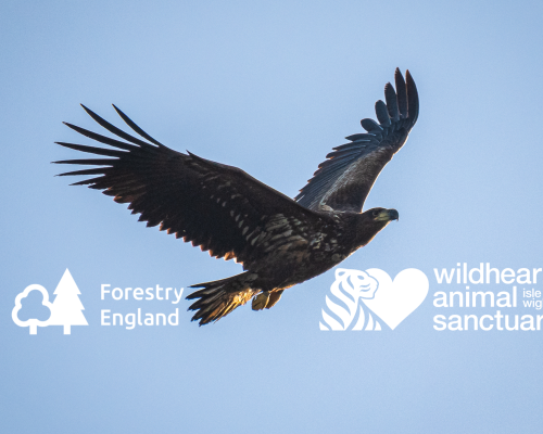 Kahoot! Quiz – White-tailed Eagles