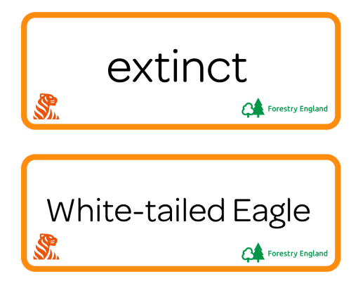 White-tailed Eagle Vocabulary Cards