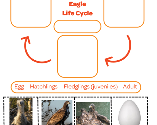 White-tailed Eagle Life Cycle
